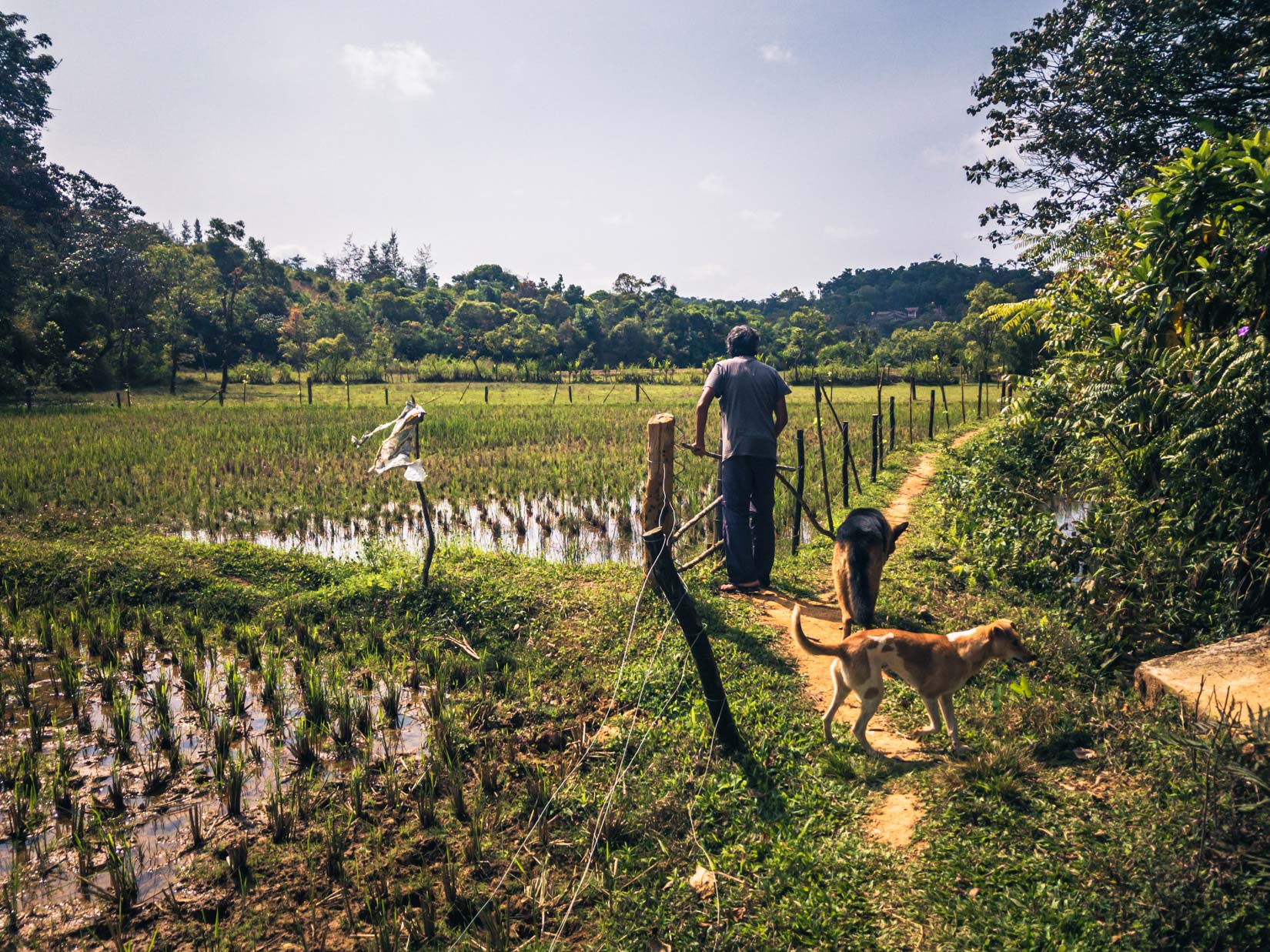 Un jardin d’épices, de thé et de café, véritable paradis de la biodiversité sur la chaîne des Ghats occidentaux au Karnataka